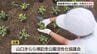 イベントに向け子どもたちが花の苗を植え付け「元気にきれいに育ってほしい」今年度閉校となる児童も思い出作り　|　山口のニュース・天気・防災｜tys NEWS｜ｔｙｓテレビ山口
