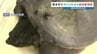 【近づかない！】住宅街で特定外来生物「カミツキガメ」目撃情報　捕獲を急ぐ　熊本市東区　|　熊本のニュース｜RKK NEWS｜RKK熊本放送
