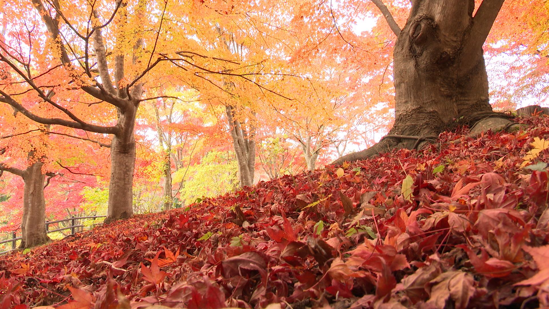 不習岳の「もみじ園」約300本の「ヤマモミジ」と「イロハモミジ」が