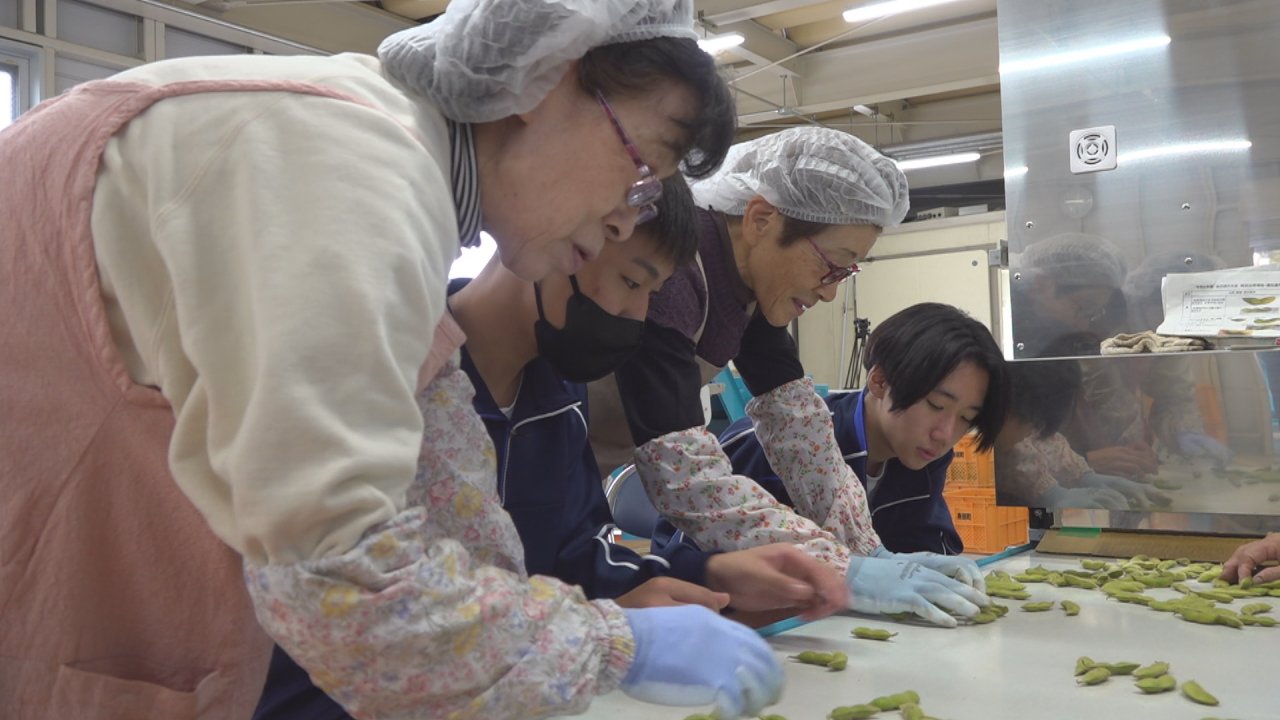 最高級の枝豆として知られる「あけぼの大豆」 身延山高校の生徒が選別