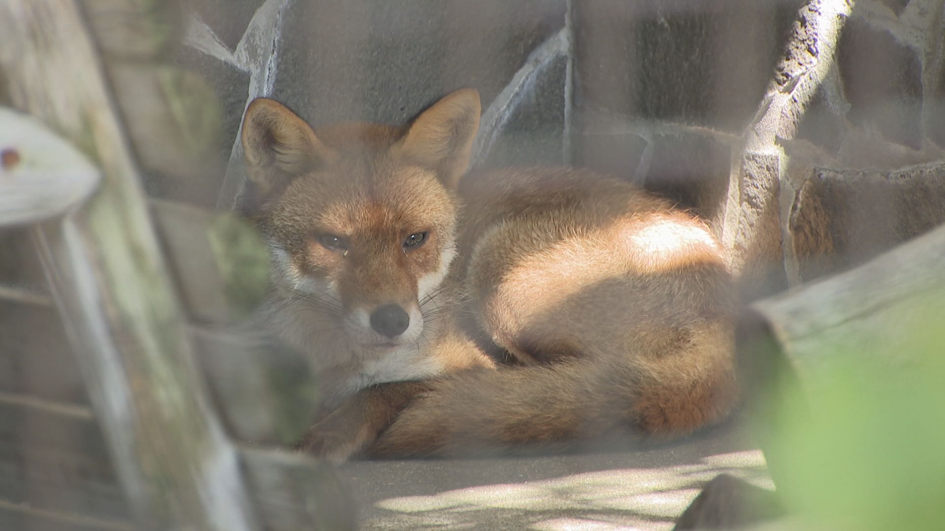 すらっと細長い野生のキツネ」保護したキツネを一般公開 山口県の徳山