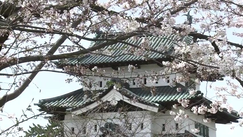 今日の弘前の桜 日一日と華やぎを増す弘前さくらまつり 春色に染まる