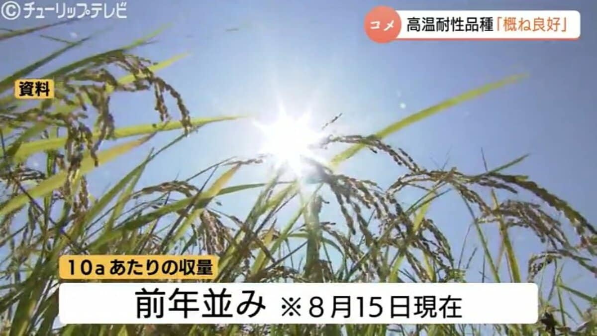 富山県産米「てんたかく」「富富富」は概ね良好 コシヒカリに白未熟粒