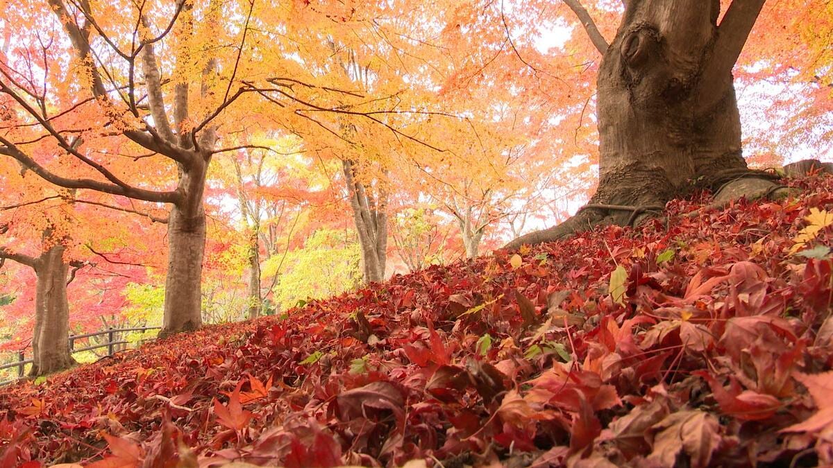 不習岳の「もみじ園」約300本の「ヤマモミジ」と「イロハモミジ」が