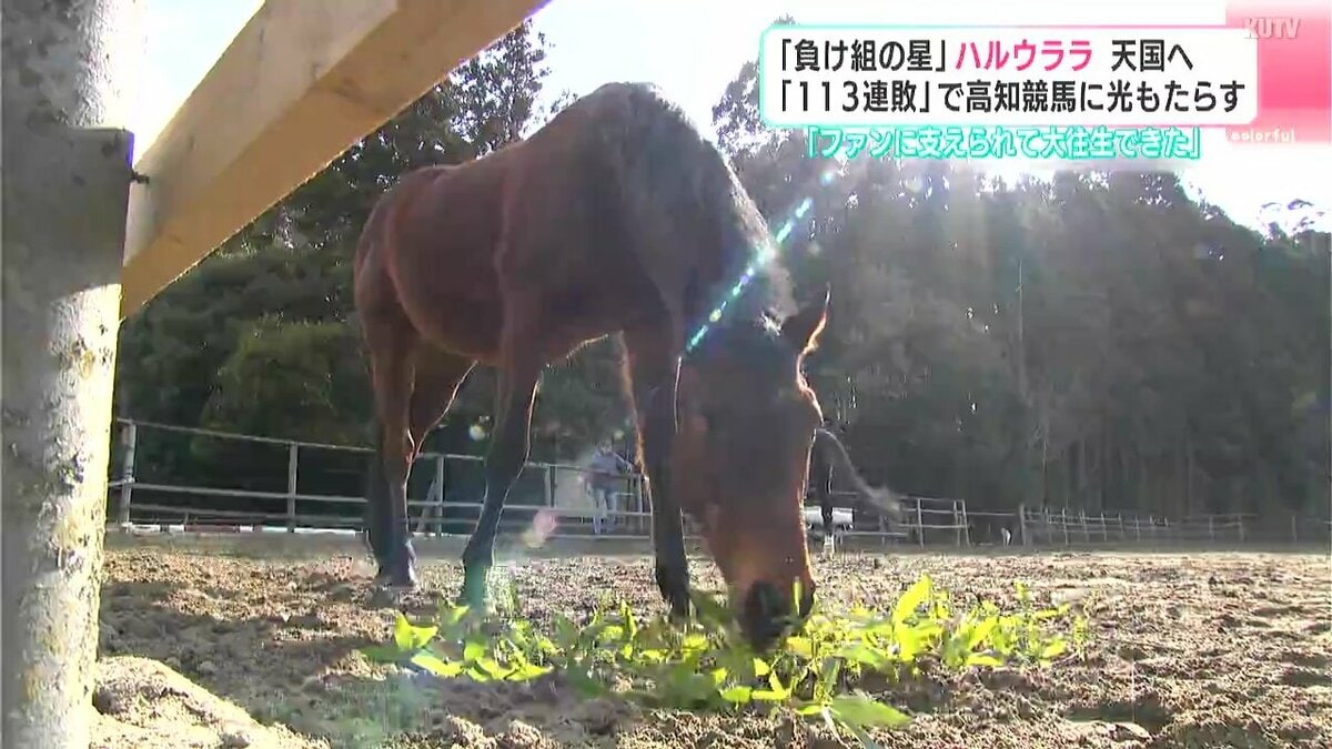 負け組の星」と言われたハルウララ天国へ「113連敗」で高知競馬に光を