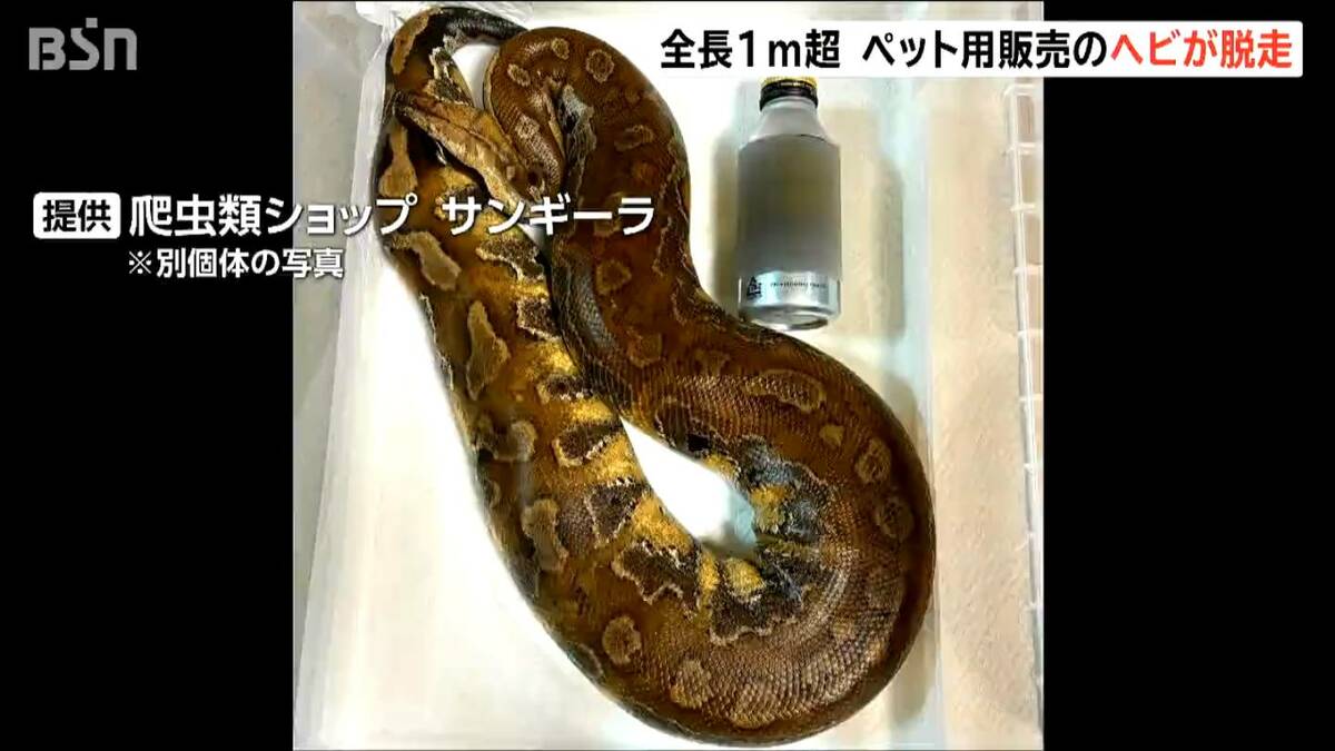 サムネイル_上越市のホームセンターから全長1m超のヘビ脱走 毒なしもかみつかれる恐れが