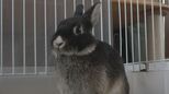 ウサギの交尾は30秒 同じ空間ですぐに“妊娠” ゴミ屋敷の中で“多頭飼育崩壊”が起きていた 保護ボランティアからも悲鳴が【チャント!追跡】 | 名古屋・愛知・岐阜・三重のニュース【CBC news】 | CBC web