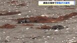 「鳥が100羽くらい死んでいるようだ」北海道網走市の海岸で野鳥が大量死 市などがカワウ約130羽を回収 北海道は鳥インフル感染可能性もあるとみて調査|TBS NEWS DIG