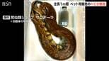 ホームセンターから全長1m超のヘビ脱走　毒なしもかみつかれる恐れ　近くの公園は一時閉園に　新潟・上越市　|　新潟のニュース・天気｜BSN NEWS｜BSN新潟放送
