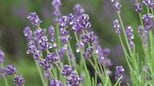 【初夏のプレゼント】約5,000株のラベンダー　鮮やかな紫色の花が雨に濡れて清涼感のある香りが広がる“まきばの館”【岡山・美咲町】|TBS NEWS DIG