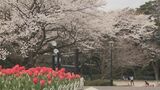 桜とチューリップの競演 永源山公園 山口県周南市|TBS NEWS DIG