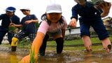 小学生と高校生が協力して田植え 米の大切さを学ぶ 大分 | 大分のニュース|OBS NEWS|大分放送