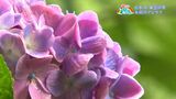 6万本のアジサイが見頃　出水市・東雲の里【亀ちゃんのかごしま撮った！】|TBS NEWS DIG