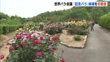 世界バラ会議の「記念バラ」に　新品種を専門家が初審査　広島･福山市　|　RCC NEWS | 広島ニュース | RCC中国放送