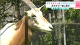 シロオリックスの「ハツメ」と「ユーマ」 アミメキリンと一緒に展示 高知県立のいち動物公園で3日から一般公開 | 高知のニュース・天気|KUTV NEWS | KUTVテレビ高知