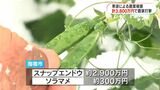 大雪の農業被害額は約3800万円 指宿特産スナップエンドウなど打撃 | 鹿児島のニュース|MBC NEWS|南日本放送