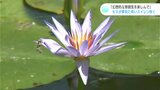 「幻想的な雰囲気を楽しんで」モネが夢見た青いスイレン咲く 高知・北川村 | 高知のニュース・天気|KUTV NEWS | KUTVテレビ高知