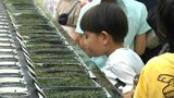 日本一のかごしま茶の魅力 子どもたちが深堀り!|TBS NEWS DIG