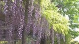 フジの名所の公園が5月末で閉鎖へ 地権者との契約更新できず“見納め”に|TBS NEWS DIG