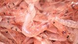 駿河湾特産サクラエビの秋漁始まる 初日の漁獲高は約2.3トン 2024年の秋漁初日とほぼ同じ＝静岡|TBS NEWS DIG