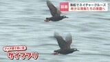 「ラッコとアザラシが見たくて来た」漁船で巡る「希少な海鳥たちの楽園」高い確率で野生生物に出会える『落石ネイチャークルーズ』　北海道根室市|TBS NEWS DIG