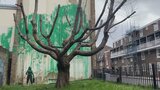 バンクシー新作　裸木と壁画で“葉が茂った木”に|TBS NEWS DIG