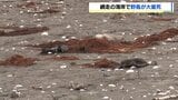 「鳥が100羽くらい死んでいるようだ」北海道網走市の海岸で野鳥が大量死　市などがカワウ約130羽を回収　北海道は鳥インフル感染可能性もあるとみて調査|TBS NEWS DIG