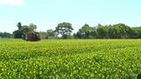 鹿児島が荒茶生産量2年連続日本一 初の3万トン|TBS NEWS DIG