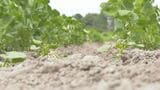 農家にとっては待望の恵みの雨　一方で、県は稲へ注意喚起も　|　BSSニュース | BSS山陰放送