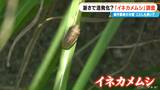 稲穂を守れ!猛暑で深刻 コメの大敵「イネカメムシ」が大量発生 農家に警戒感 岐阜・池田町 | 名古屋・愛知・岐阜・三重のニュース【CBC news】 | CBC web