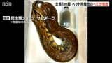 ホームセンターから全長1m超のヘビ脱走 毒なしもかみつかれる恐れ 近くの公園は一時閉園に 新潟・上越市|TBS NEWS DIG