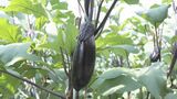 愛知・碧南市で「とげなし美茄子（びーなす）」の収穫始まる　ヘタや茎にとげがなく日持ちするのが特徴　|　名古屋・愛知・岐阜・三重のニュース【CBC news】 | CBC web