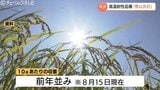 富山県産米「てんたかく」「富富富」は概ね良好 コシヒカリに白未熟粒など 収量は前年並みと予想|TBS NEWS DIG