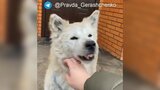 ウクライナに秋田犬を届けた日本人ブリーダーが語る「マカリウのハチ公」|TBS NEWS DIG