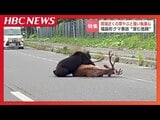 「完全に肉食動物の状態になっている」新聞配達中の52歳男性死亡のクマ事故“生ごみ”に対する執着心のスイッチが入った…専門家が見た予兆と危険 | 北海道のニュース|HBC北海道放送
