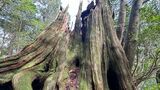 26メートルの巨木「真っ二つに」 樹齢3000年の屋久島「弥生杉」 キャンプ場では建物5棟が被害 台風10号 | 鹿児島のニュース|MBC NEWS|南日本放送