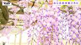体育館前にズラリと咲く藤の花! カピタン藤が見ごろ(山形・鶴岡市) | 山形のニュース│TUYテレビユー山形