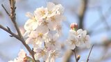 佐伯市宇目で真夏日 3月の観測は県内初 国内でも過去2例だけ、26年ぶり 大分 | 大分のニュース|OBS NEWS|大分放送
