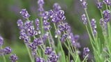【初夏のプレゼント】約5,000株のラベンダー 鮮やかな紫色の花が雨に濡れて清涼感のある香りが広がる“まきばの館”【岡山・美咲町】|TBS NEWS DIG