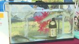養殖魚×地酒のコラボブランド「ほろ酔いシリーズ」　第３弾のアユ販売開始　客「楽しみで早めに食べてみたい」|TBS NEWS DIG
