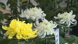 「大分市菊花展」開催 約250点展示 今週末に見ごろ | 大分のニュース|OBS NEWS|大分放送