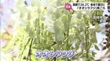西都市で26.2℃など宮崎県内各地で夏日 宮崎神宮では国天然記念物「オオシラフジ」が見ごろに | MRTニュース | MRT宮崎放送