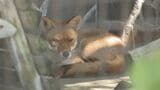 「すらっと細長い野生のキツネ」保護したキツネを一般公開 山口県の徳山動物園 | 山口のニュース・天気・防災|tys NEWS|tysテレビ山口