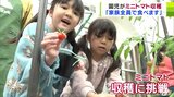 「とれたー!」色とりどりのミニトマトは園児たちが収穫 カップいっぱいに収穫で「家族全員で食べます!」青森県板柳町 | 青森のニュース│ATV NEWS│青森テレビ