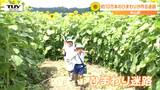 「行き止まりだった～」園児が１０万本のひまわりが作る迷路に悪戦苦闘！ 強い日差しの中でひまわりの間を元気に進む！　|　山形のニュース│TUYテレビユー山形