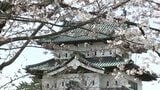 今日の弘前の桜　日一日と華やぎを増す弘前さくらまつり　春色に染まる園内【2026年4月15日】|TBS NEWS DIG