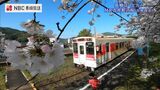 ドローン映像「長崎ばーどアイ」桜のトンネル　佐世保市MR吉井駅のホームを彩る80本の桜　|　長崎のニュース | 天気 | NBC長崎放送