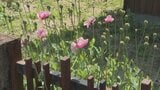 「つぼみがぷっくり、気持ち悪い…」宅配ドライバーが住宅街で見つけた奇妙な植物 麻薬の原料「アツミゲシ」だった | 大分のニュース|OBS NEWS|大分放送
