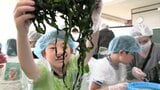 「地元の海の恵みと産業について学ぶ」小学生がワカメの芯抜き作業を体験　岩手・大船渡市　|　IBC NEWS | IBC岩手放送
