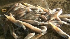 「収入なくなっちゃった」豊漁なのに漁出られず…スルメイカ漁の再開は？ 増枠提案も…漁業者落胆| TBS CROSS DIG with Bloomberg